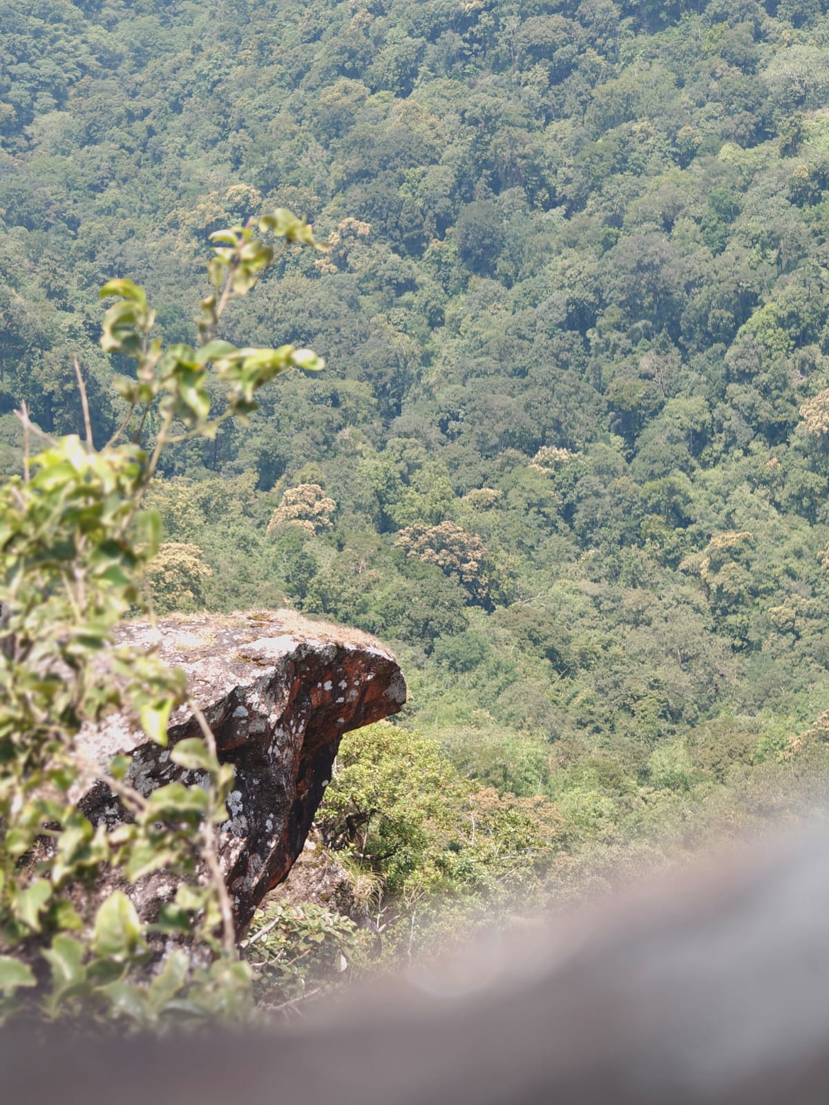 Paruthumpara landscape